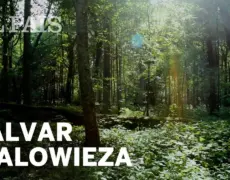 Descubre la belleza natural del Parque Nacional de Bialowieza en Polonia: Un tesoro escondido en Europa